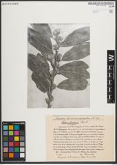Foto von Salix medemii Boiss.